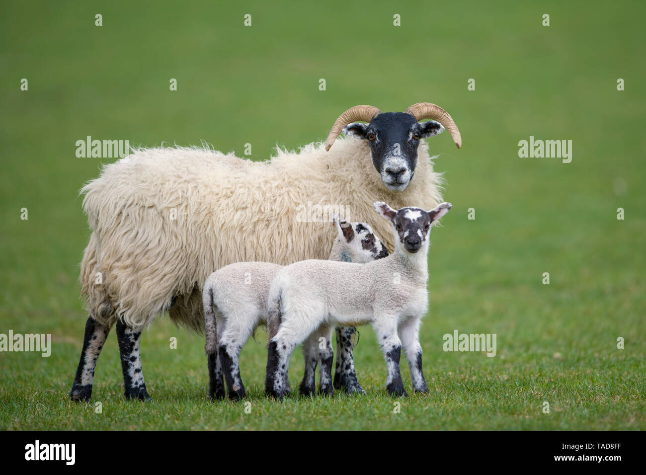 Trois moutons dans un pré Banque D'Images