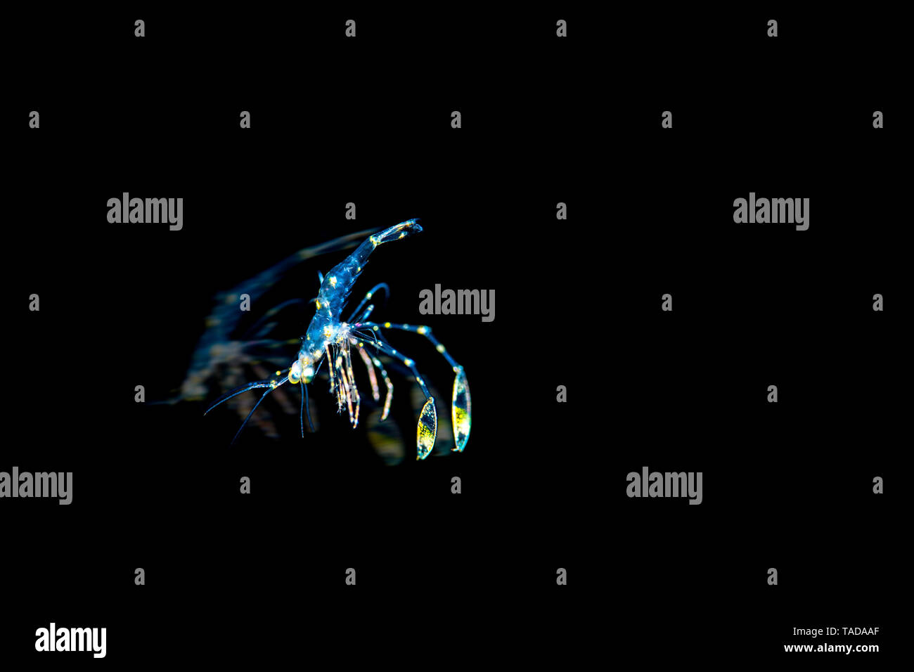 Cleaner shrimp, floating in water Banque D'Images