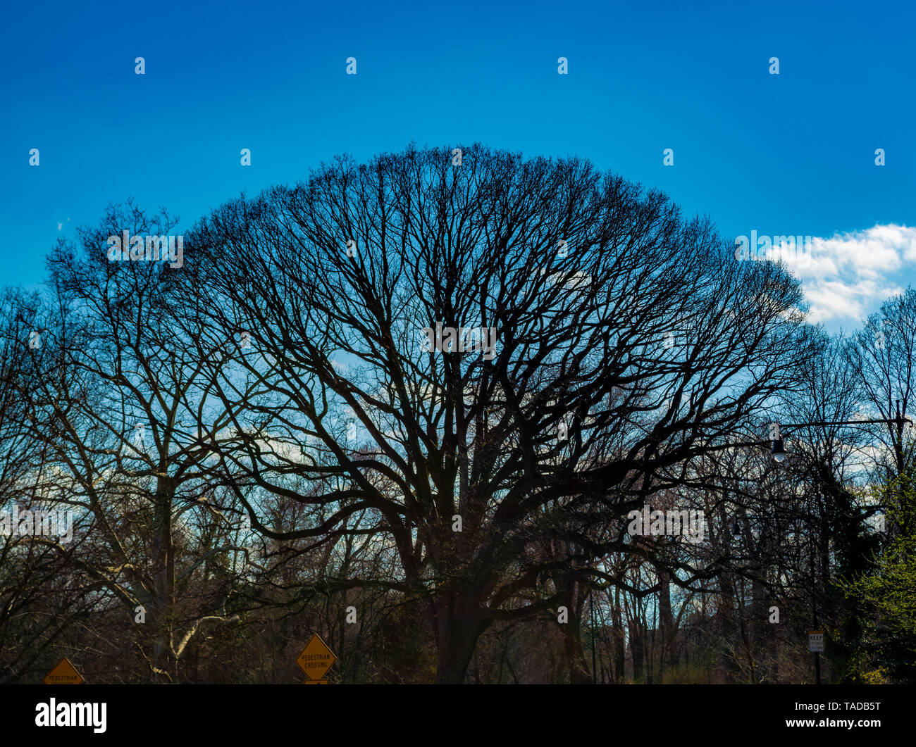 Grand arbre et le ciel bleu Banque D'Images