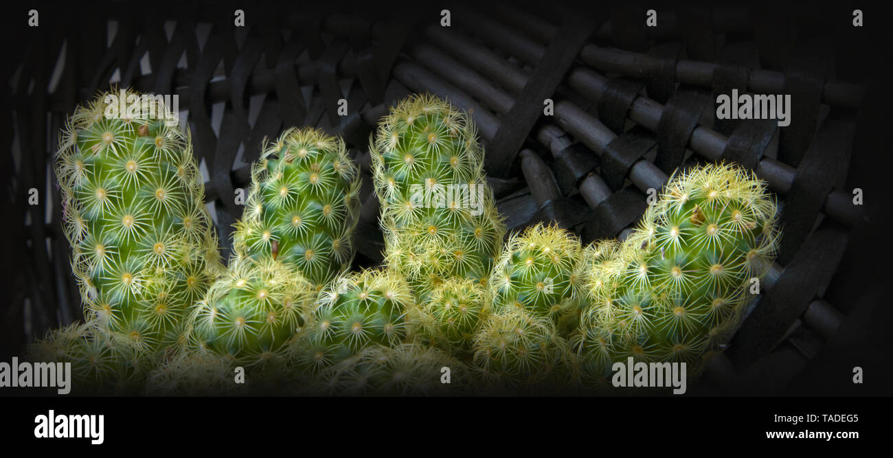 Cactus succulentes vert avec beaucoup d'enfants et contre les germes en osier foncé couvrir Banque D'Images