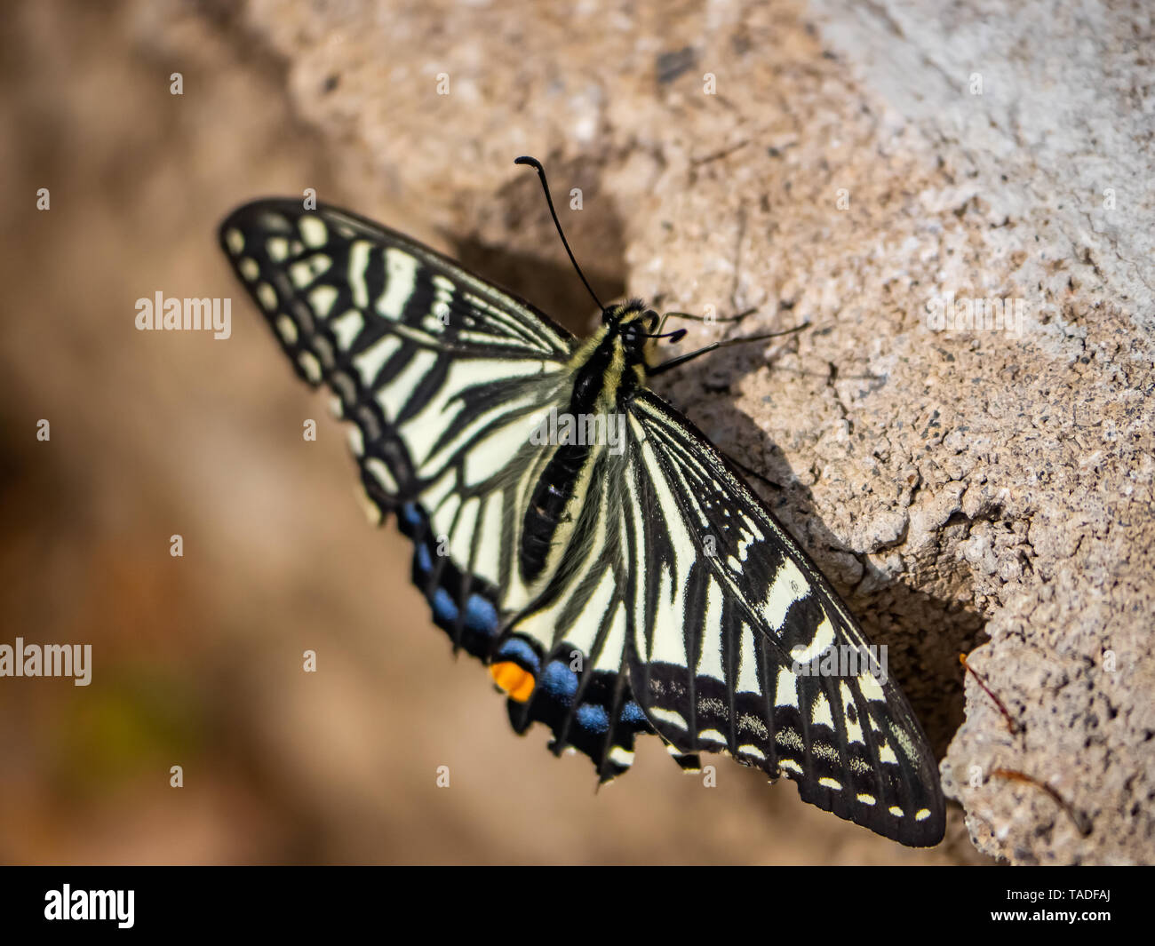 Une asiatique chinois, papillon du machaon papilio xuthus, repose sur le sol entre l'alimentation sur les fleurs. Banque D'Images