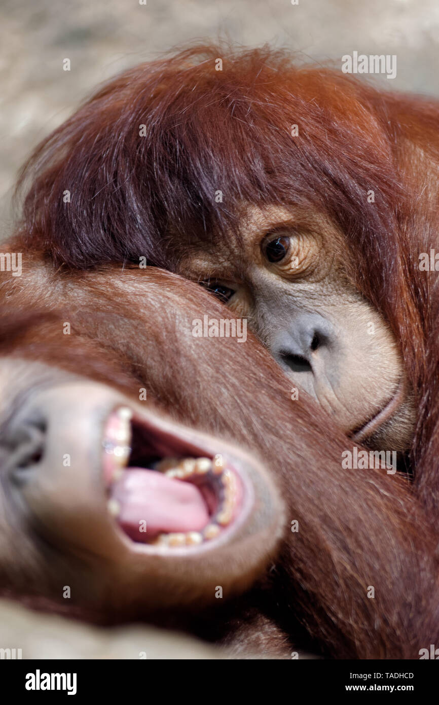Animaux : deux jeunes sleepy orang-outan, ayant un reste, les bâillements, close-up shot Banque D'Images