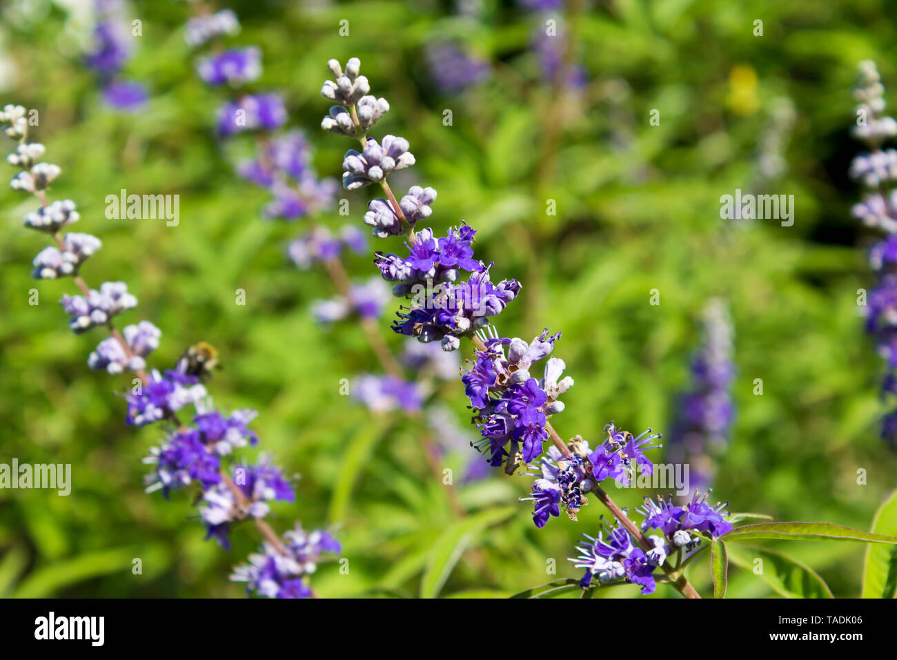 Le gattilier, Vitex agnus-castus Banque D'Images