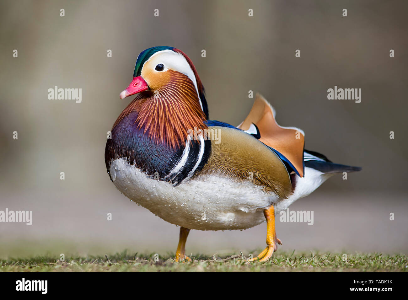 L'Écosse, portrait of male Canard Mandarin Banque D'Images