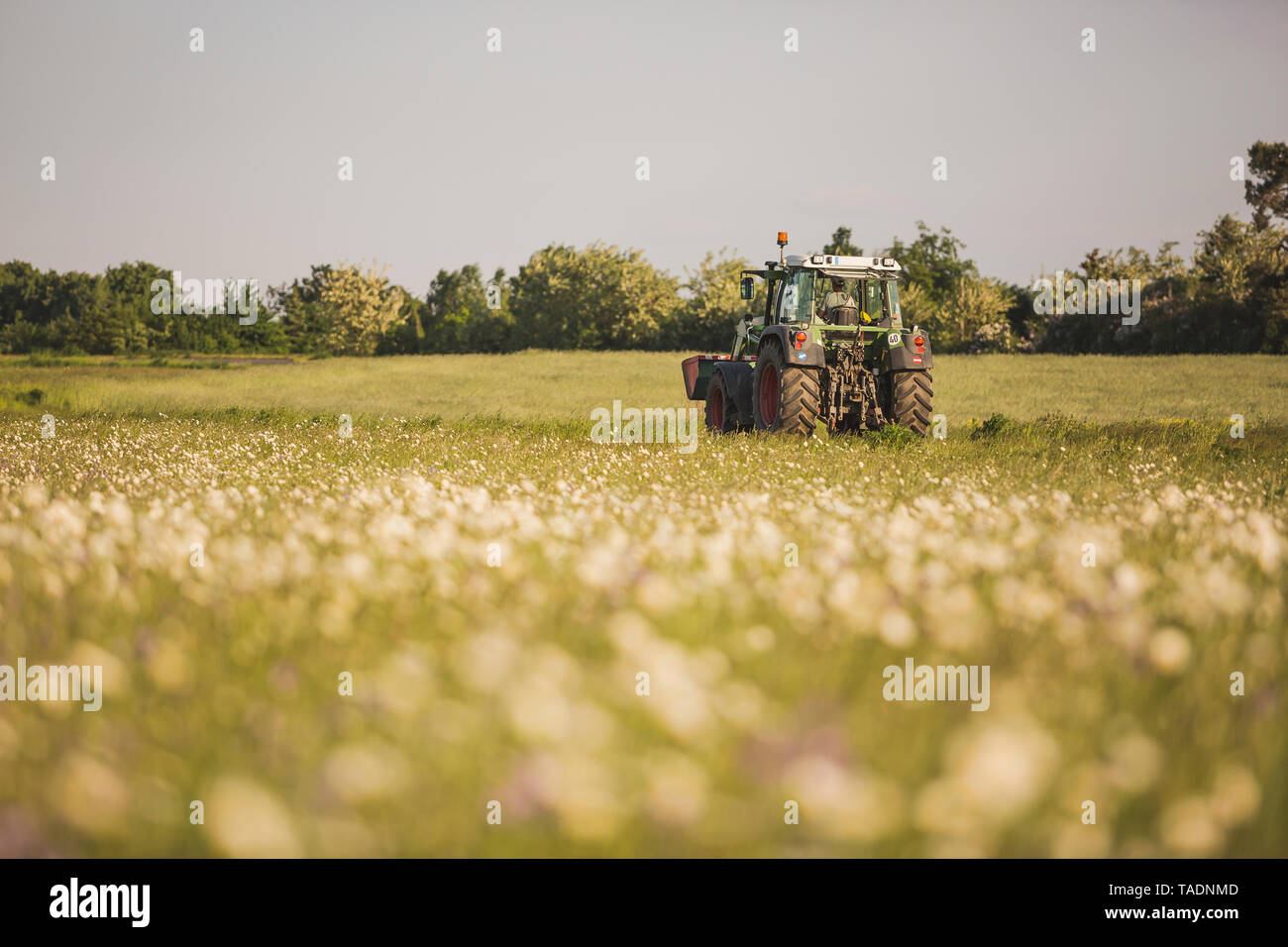 Allemagne, Brandebourg, prairie avec Marguerite, tracteur Banque D'Images