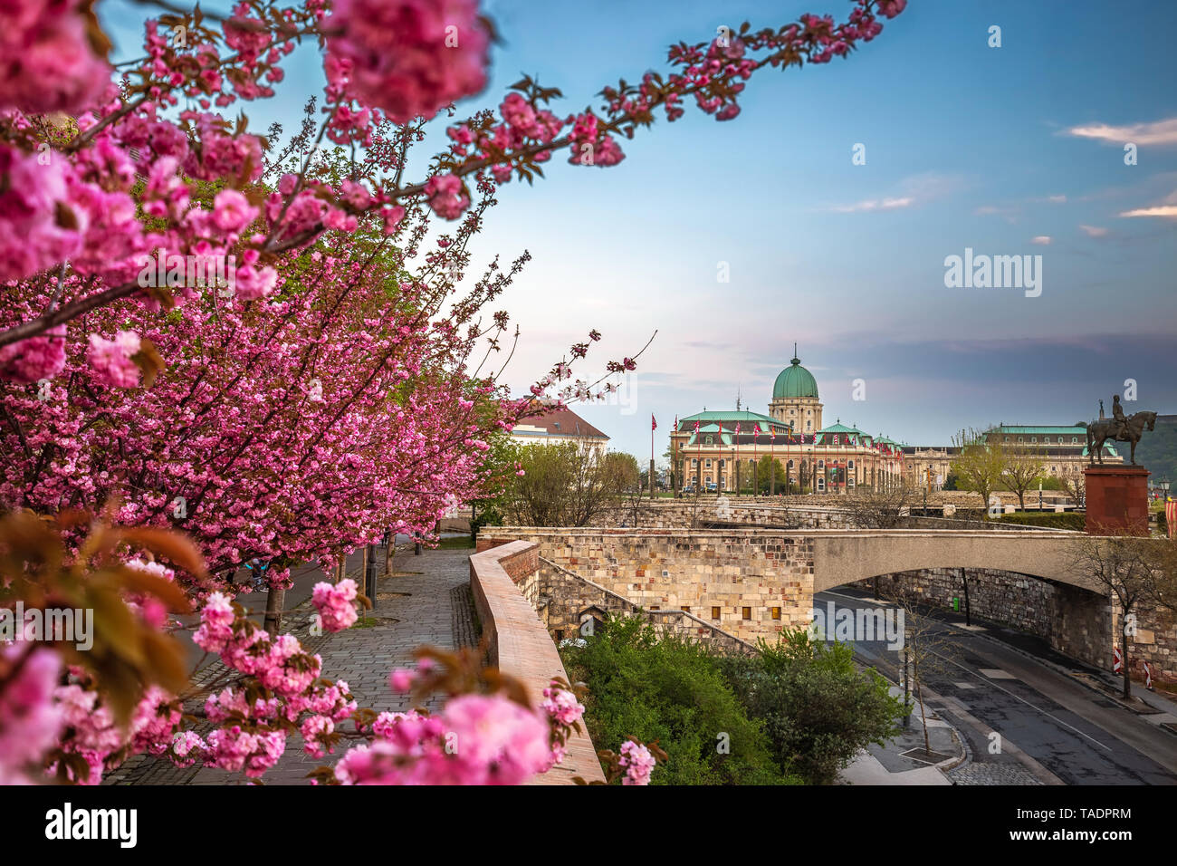 Budapest, Hongrie - Le célèbre château de Buda Palais Royal sur une après-midi de printemps de fleurs de cerisiers en fleurs au premier plan Banque D'Images