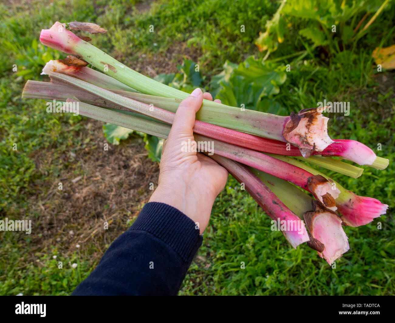 Poignée d'accueil a augmenté la rhubarbe de mon jardin Banque D'Images