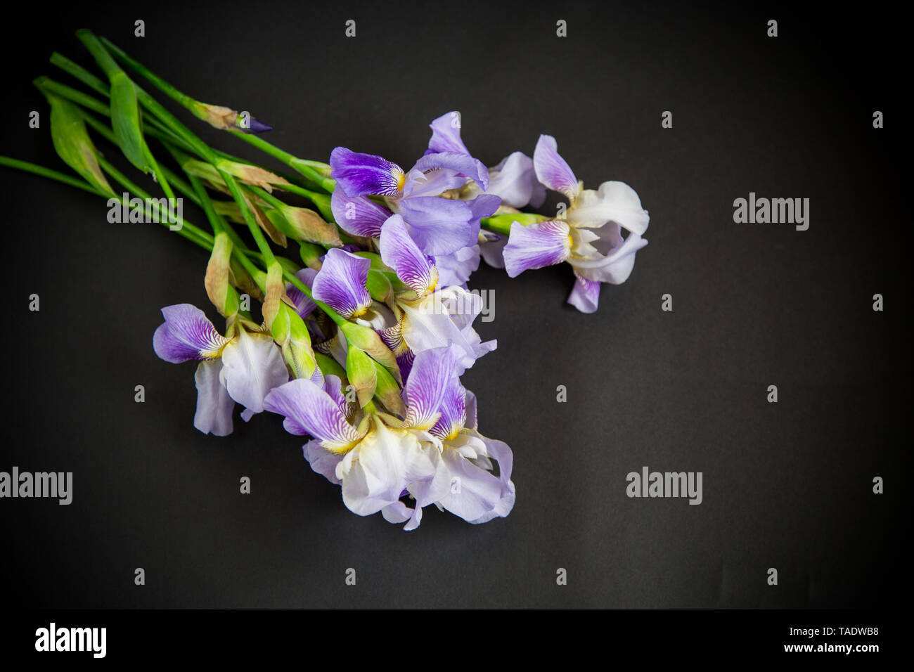 Bouquet de fleurs magnifiques Irises isolé sur fond noir Banque D'Images