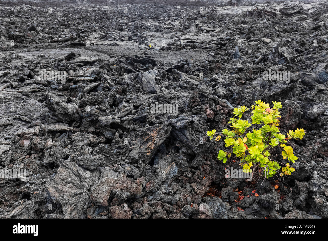 USA, Hawaii, Volcanoes National Park, plante qui pousse sur les roches ignées Banque D'Images