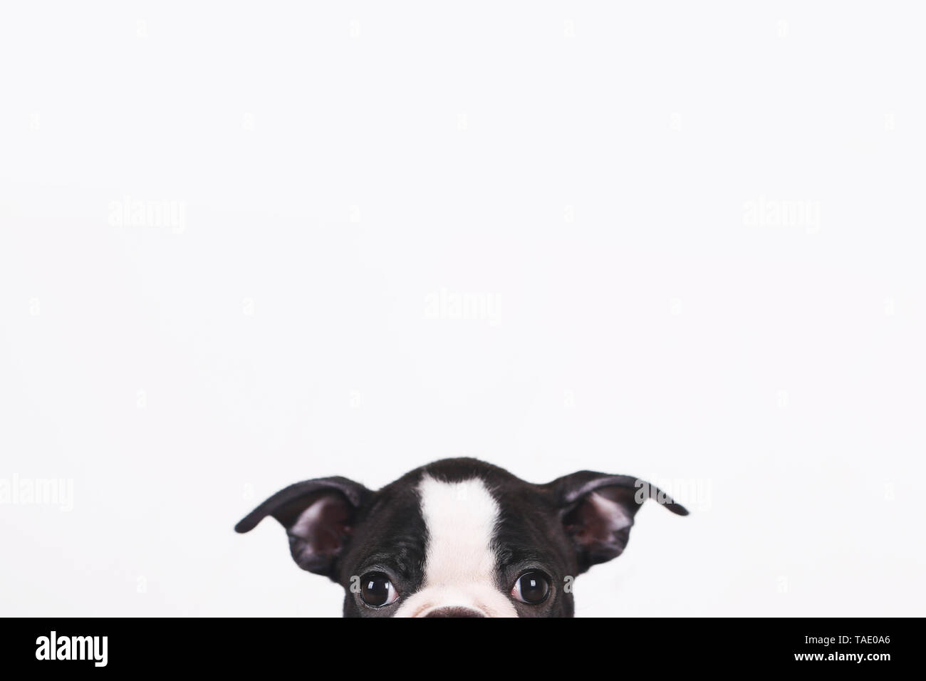 Peeking Boston terrier puppy in front of white background Banque D'Images