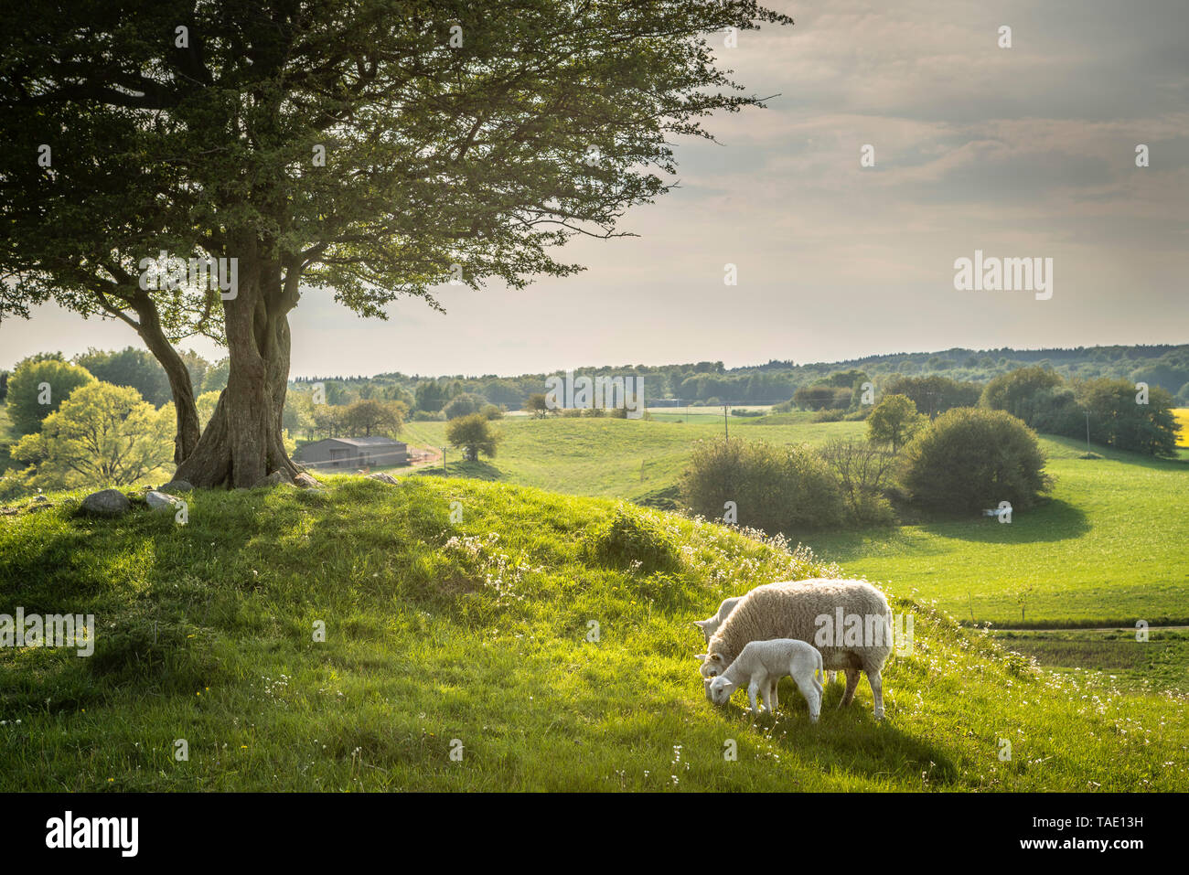 Deux agneaux bébé sous pâturage un arbre isolé au sommet d'une colline dans un paysage rural dans les collines de Rorum dans Osterlen, Skane, Suède, Scandinavie. Banque D'Images
