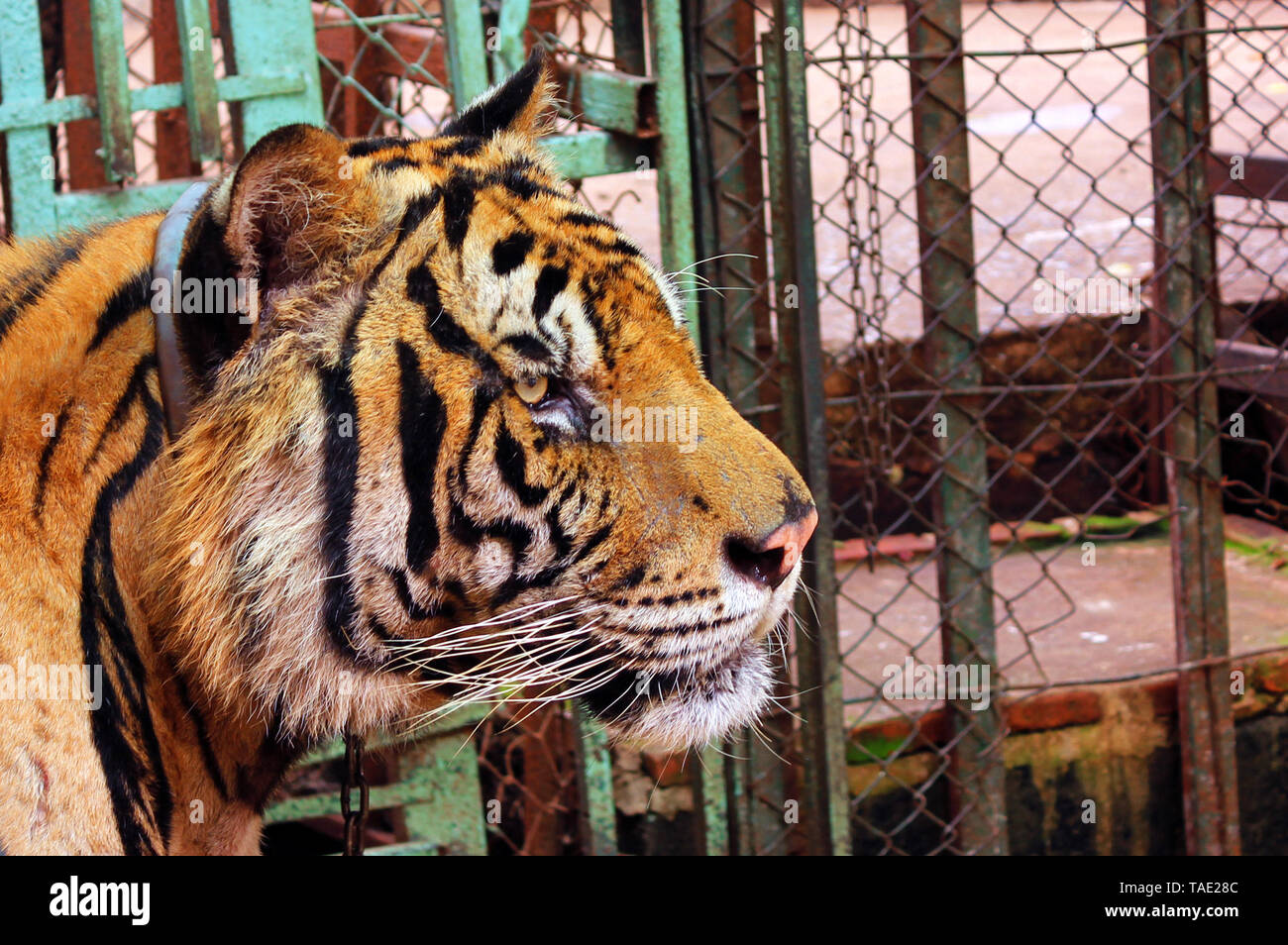 Couple de tigres en captivité Banque D'Images