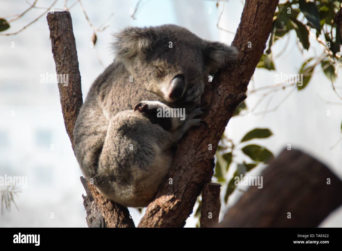 Mignon Le Koala dort sur un arbre en Australie Banque D'Images