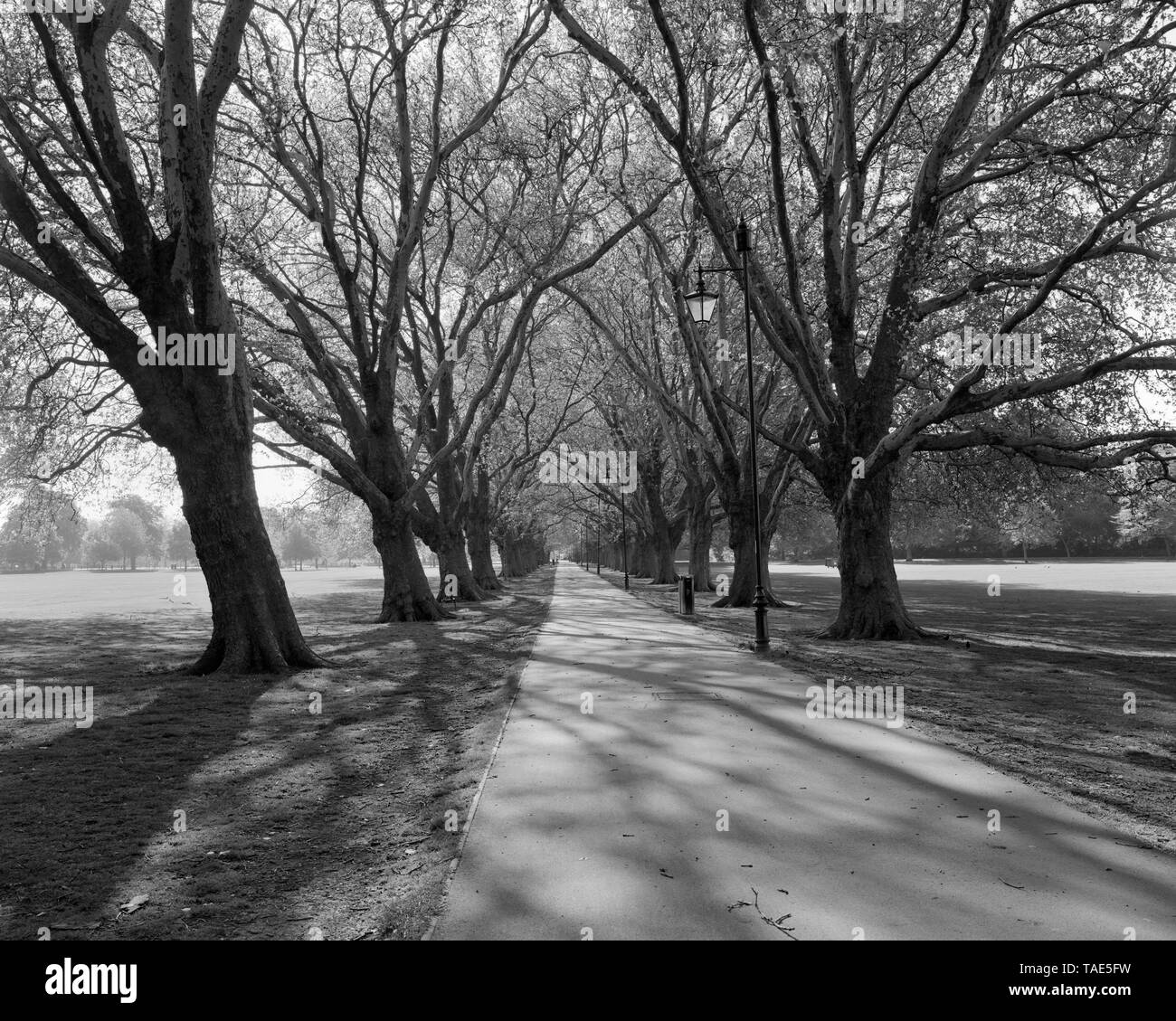 Avenue des platanes Londres à travers Jésus Green Cambridge en Angleterre Banque D'Images