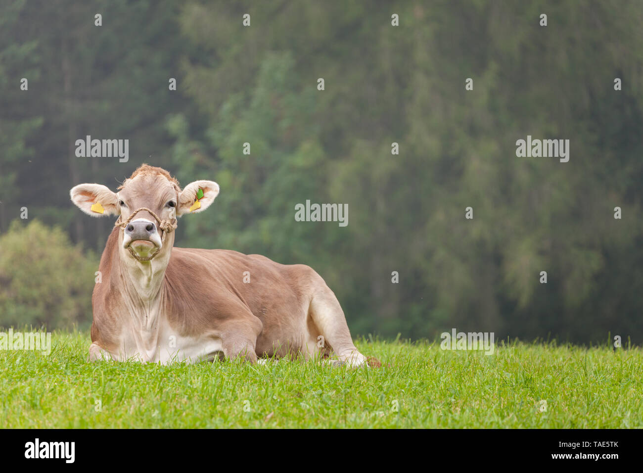 Une vache alpine brun se reposant dans un pré en région Dolomites Banque D'Images
