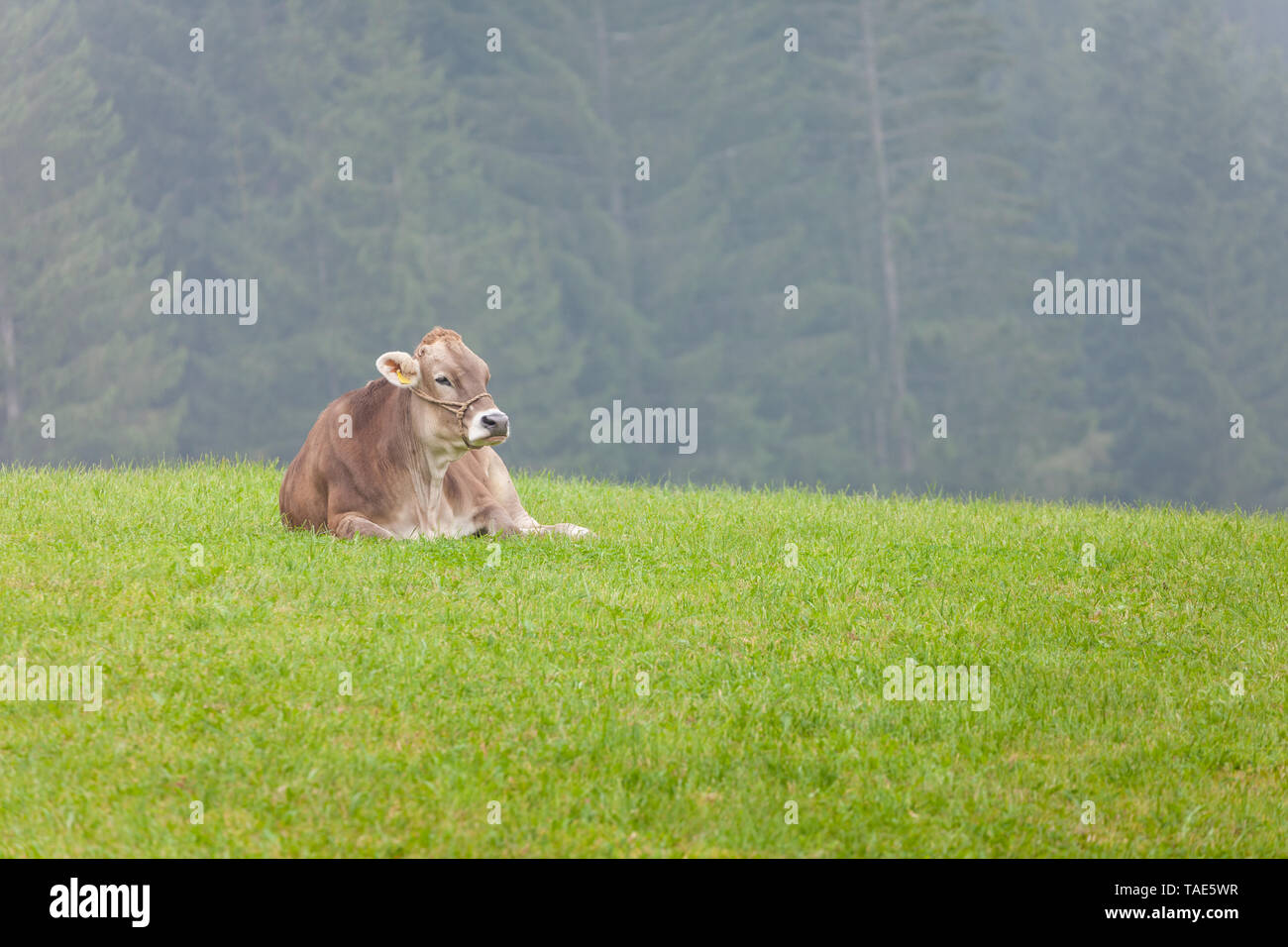 Un heureux brown cow alpine se reposant dans un pré en région Dolomites Banque D'Images