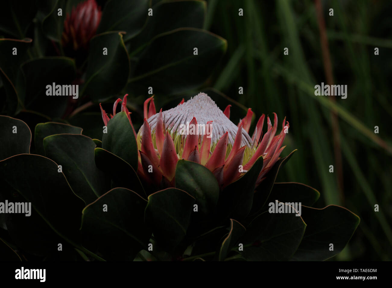 Un lit King Protea Protea) ( photo:dans les jardins de Spier Estate,  Stellenbosch. Elle est la fleur nationale de l'Afrique du Sud Photo Stock -  Alamy