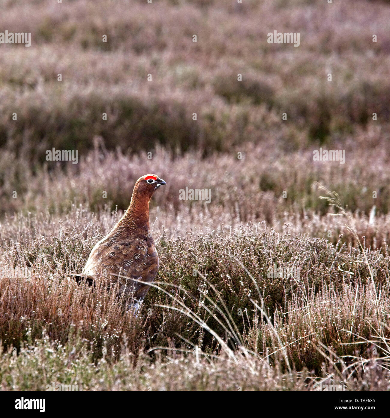 Gouse rouge (Lagopus lagopus scotica), homme d'une heather moor, North York Moors National Park, Yorkshire, Angleterre, Royaume-Uni. Banque D'Images