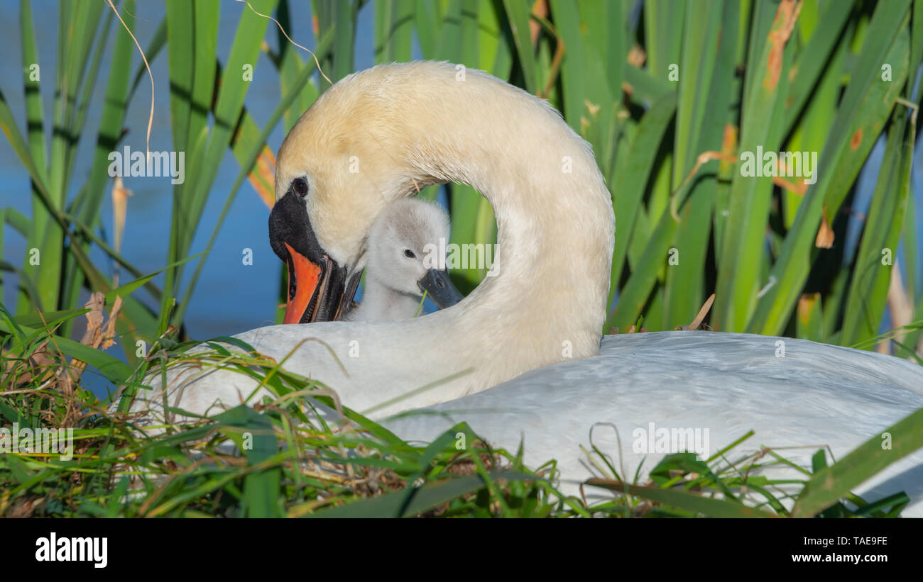 Un bouton mute swan (Cygnus olor), stylo, et cygnet assis ensemble sur un nid. Banque D'Images