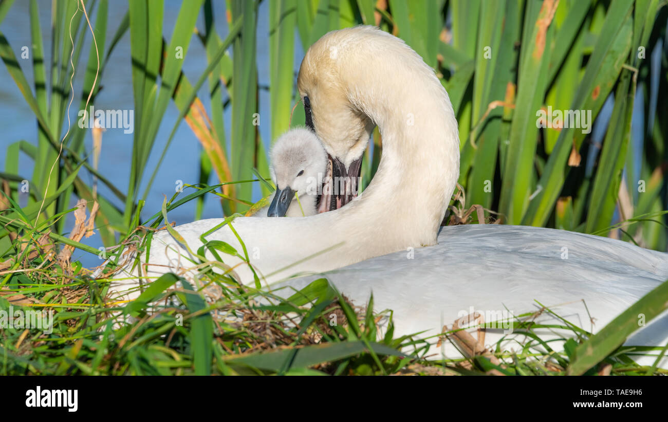 Un bouton mute swan (Cygnus olor), stylo, et cygnet assis ensemble sur un nid. Banque D'Images