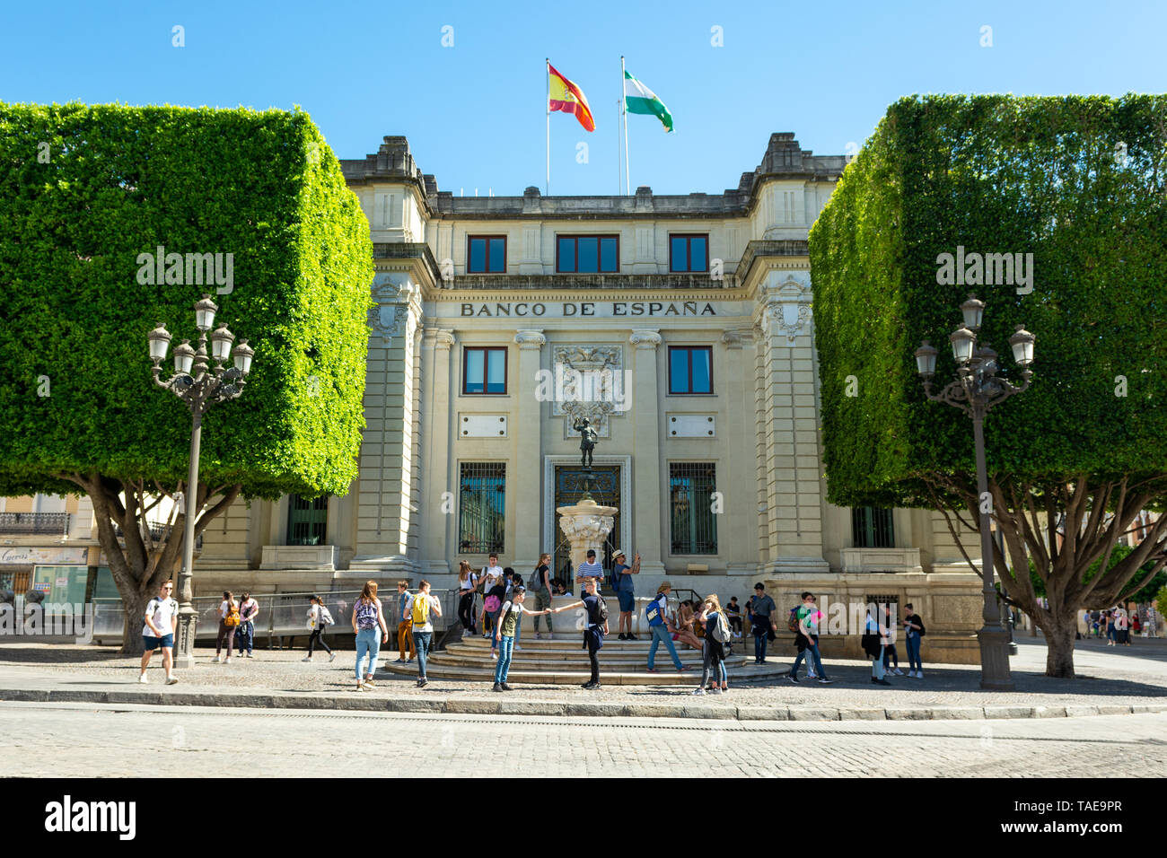 Couper les arbres carrés et la fontaine de mercure à l'extérieur de la Banco de España, la Plaza de San Francisco, Séville, Andalousie, Espagne Banque D'Images