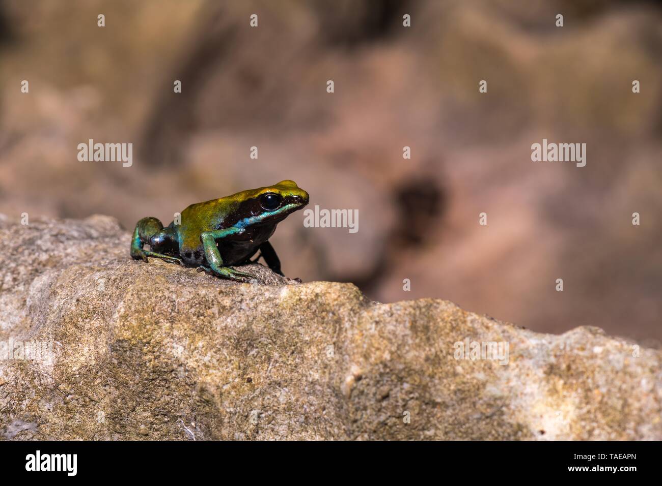 Coton vert Madagascar (grenouille Mantella viridis) est assise sur la pierre, Nosy Hara National Park, au nord de Madagascar, Madagascar Banque D'Images