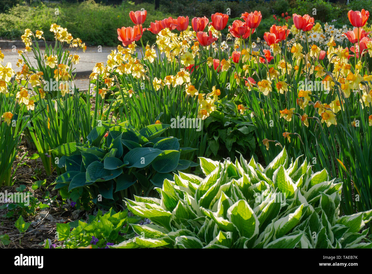 Il y a une incroyable variété de belles fleurs dans les jardins de Toronto Allen toujours prêt à poser. Banque D'Images