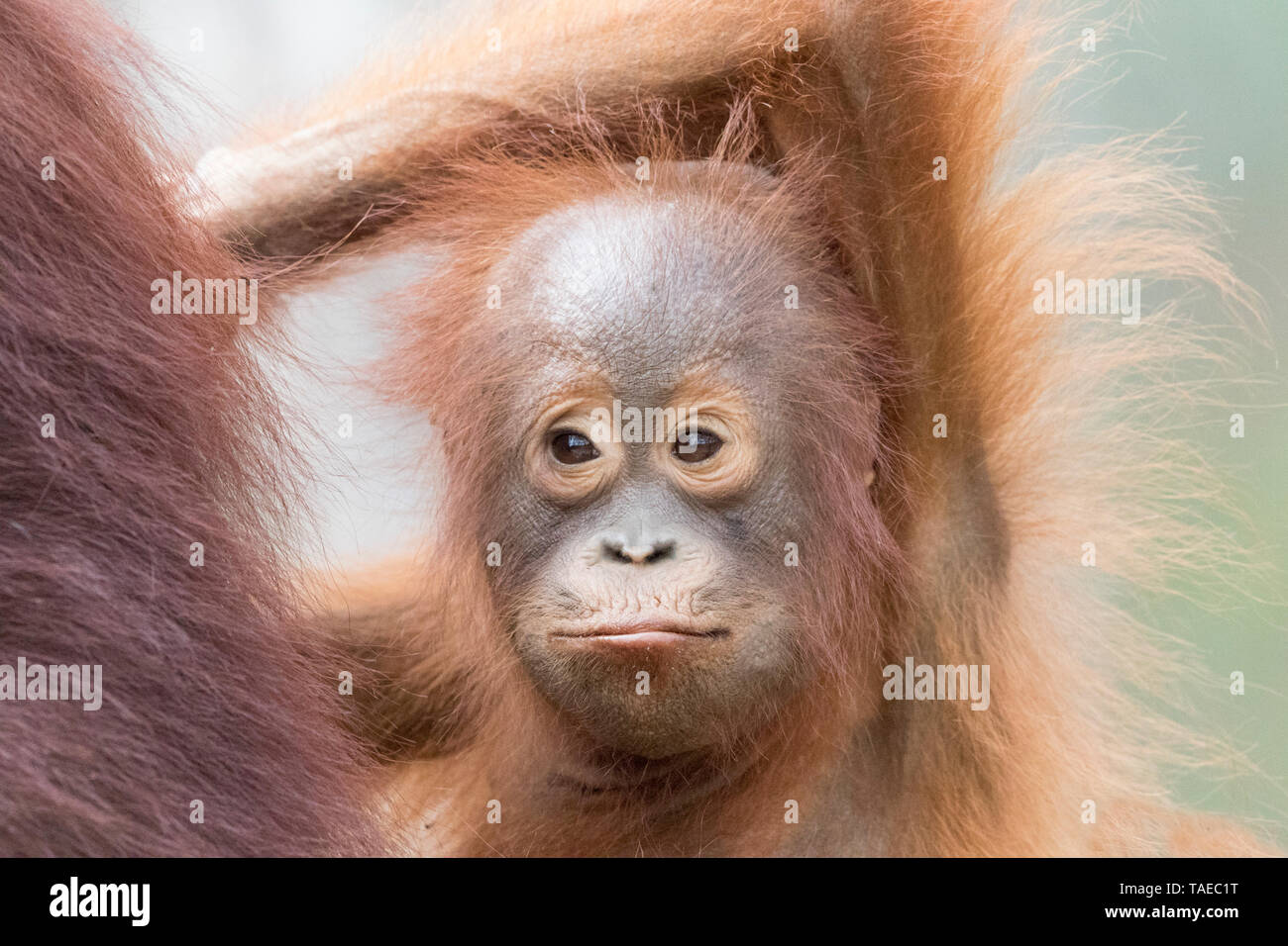 Orang-outan (Pongo pygmaeus pygmaeus), Bébé, parc national de Tanjung Puting, Bornéo, Indonésie Banque D'Images