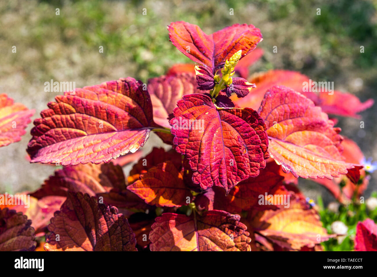 Coléus rouge, les plantes à feuilles décoratives et feuillage adapté pour jardin annuel Banque D'Images