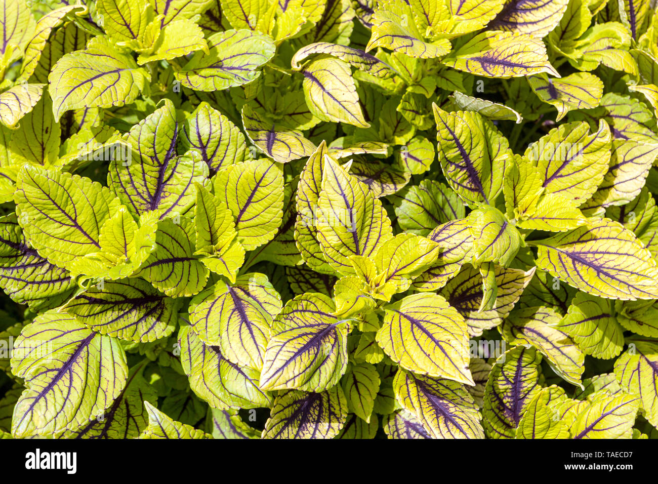 Coleus vert, plantes avec feuilles décoratives et feuillage adapté au jardin annuel Banque D'Images