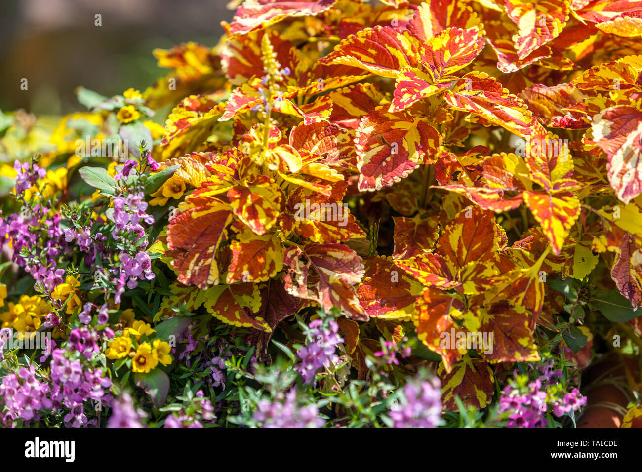 Coleus, les plantes à feuilles décoratives et feuillage adapté pour jardin annuel Banque D'Images