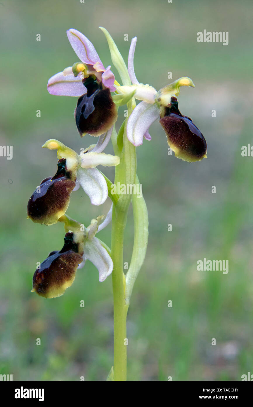 Fausse Orchidée araignée (Ophrys arachnitiformis), détail de  l'inflorescence au printemps, Colline de la Colle noire, près de  l'Estagnol, Var, France Photo Stock - Alamy