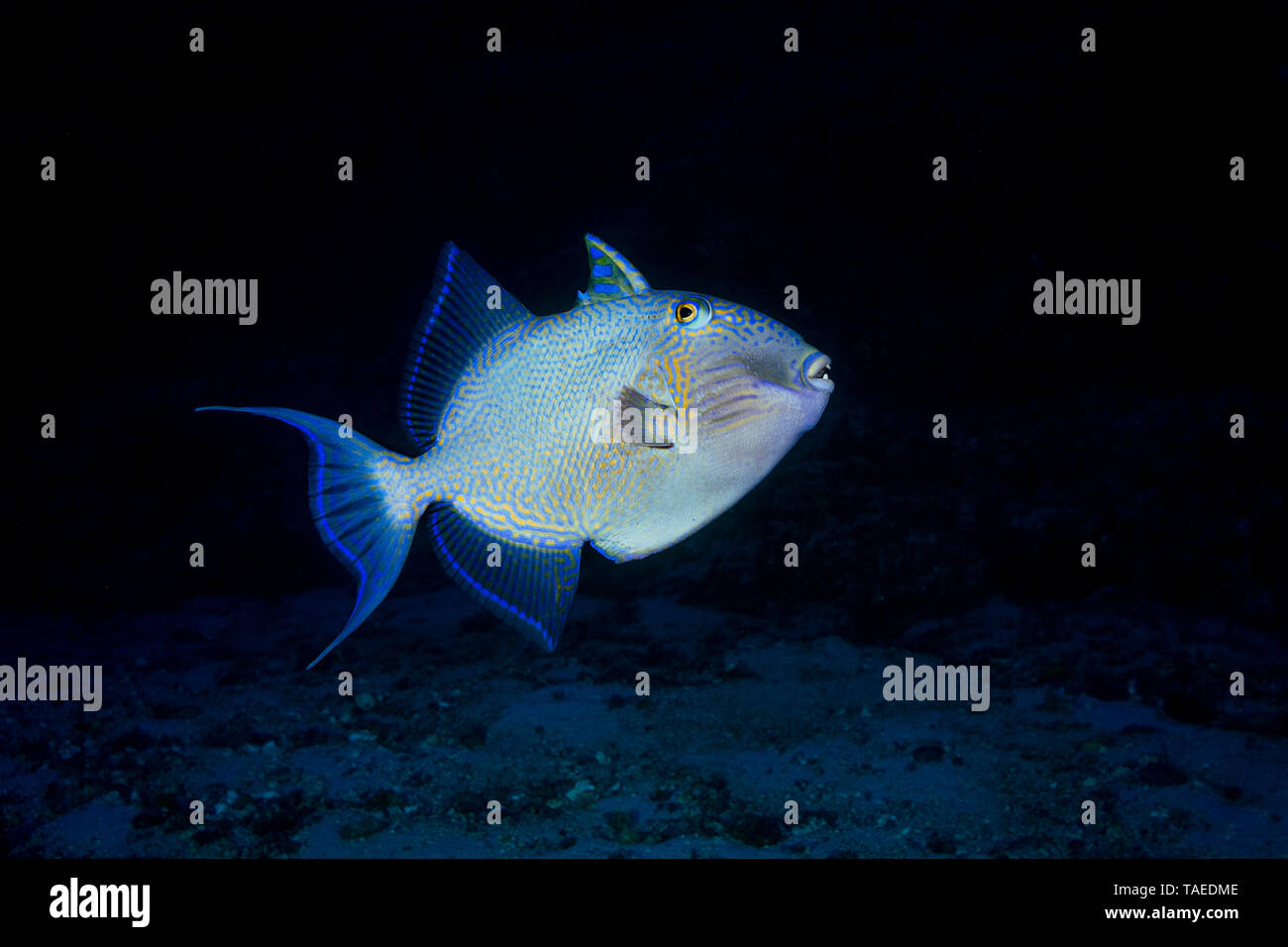 La Baliste (Pseudobalistes fuscus) en plongée profonde, Mayotte. Belle-triggerfish rencontré au pied de la paroi du récif du Nord bateau pass, à une profondeur de 70 mètres. Banque D'Images