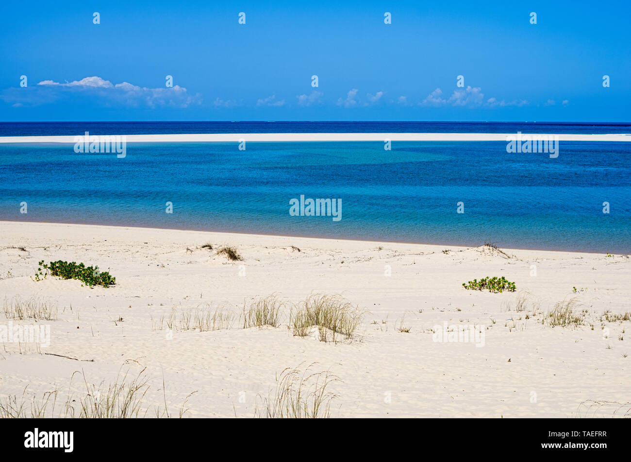 La plage blanche de sable et de coraux tropicaux avec des plantes et d ...