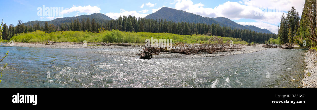 Hoh Rain Forest, Olympic National Park, Washington Banque D'Images