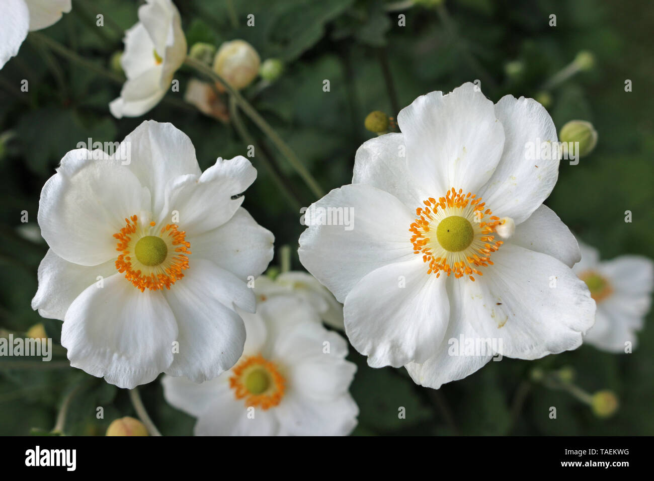 Deux japonais blanc, Anémone Anemone tomentosa, fleurs avec d'autres plus floue dans l'arrière-plan avec les bourgeons et les feuilles. Banque D'Images