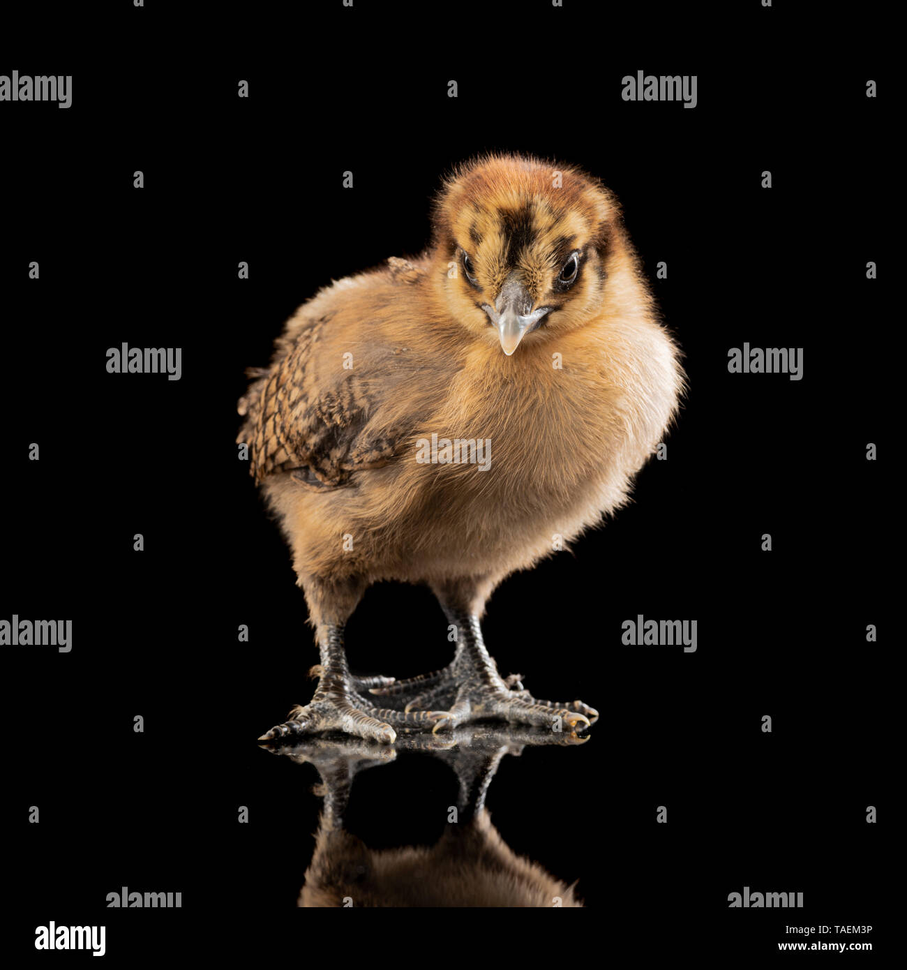 Silkie chick sur fond noir Banque D'Images