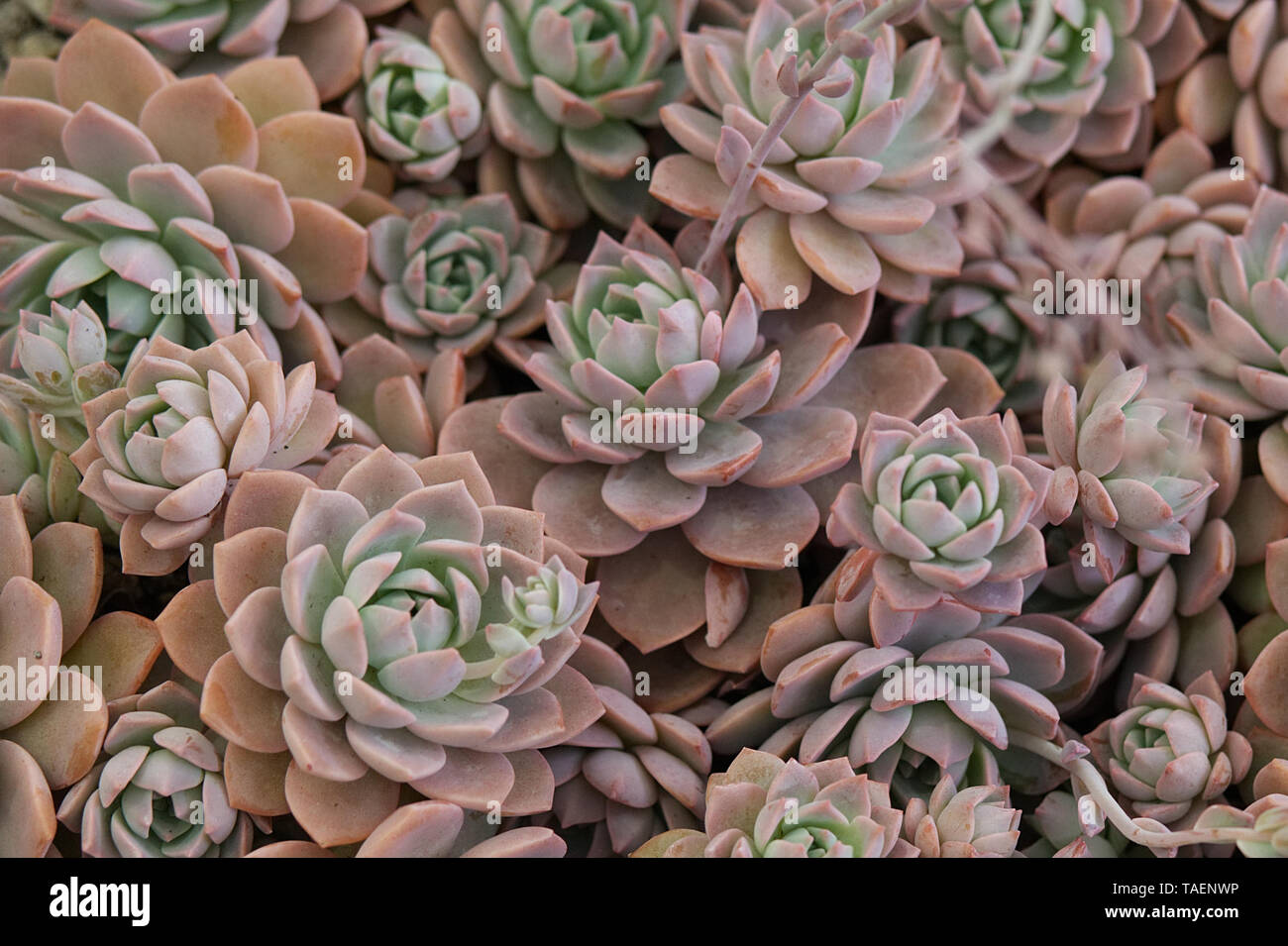 Echeveria elegans rose Banque D'Images