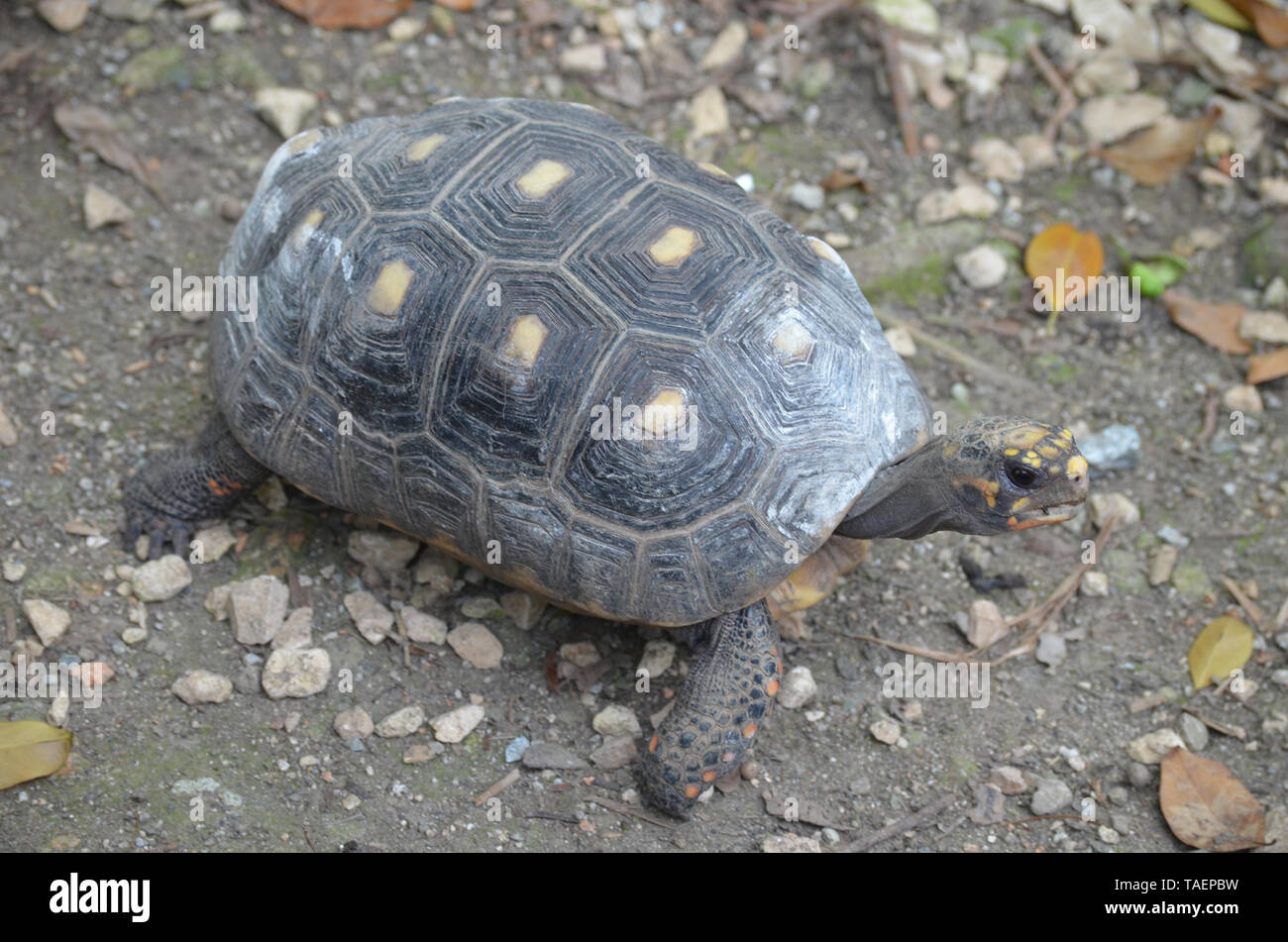 Red-footed tortoise (Chelonoidis carbonaria) maintenus en captivité à Quinta de los Molinos garden (La Havane, Cuba) Banque D'Images