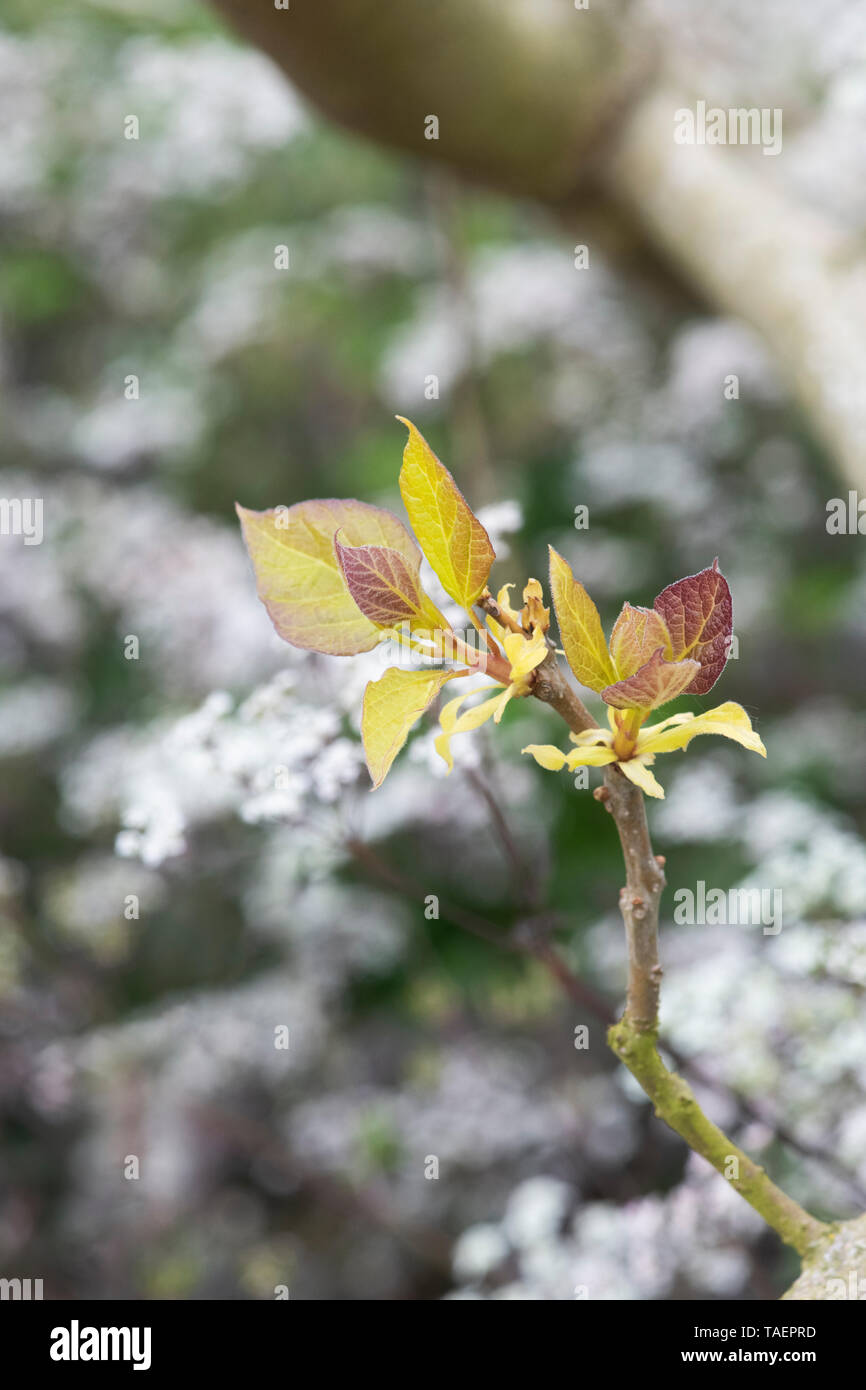 Catalpa bignonioides 'Aurea'. New Golden Bean indiens de feuilles d'arbres au printemps à RHS Wisley Gardens. Surrey, Angleterre Banque D'Images