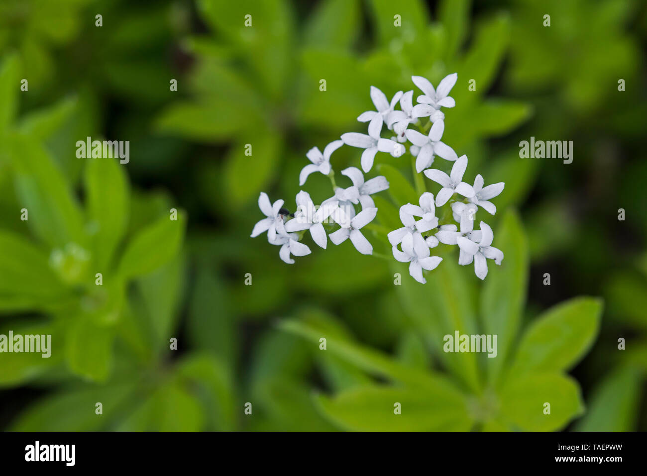 Le gaillet Sweetscented / sweet woodruff / master of the Woods (Galium odoratum / asperula odorata) en fleurs Banque D'Images
