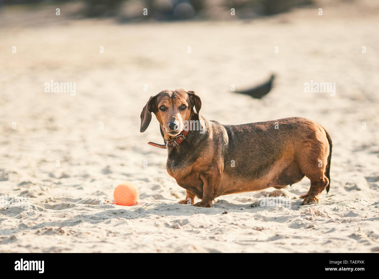 Un vieux chien teckel brun peu gras joue avec une balle rouge en caoutchouc  sur une plage de sable fin par temps ensoleillé Photo Stock - Alamy