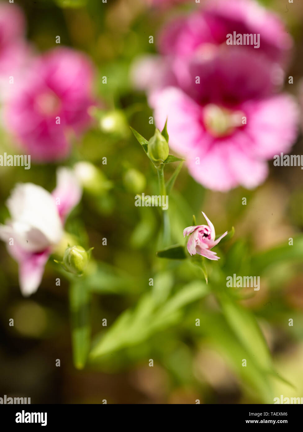 Portrait de l'usine Dianthus dans un jardin urbain de Londres, Angleterre, Royaume-Uni, Europe Banque D'Images