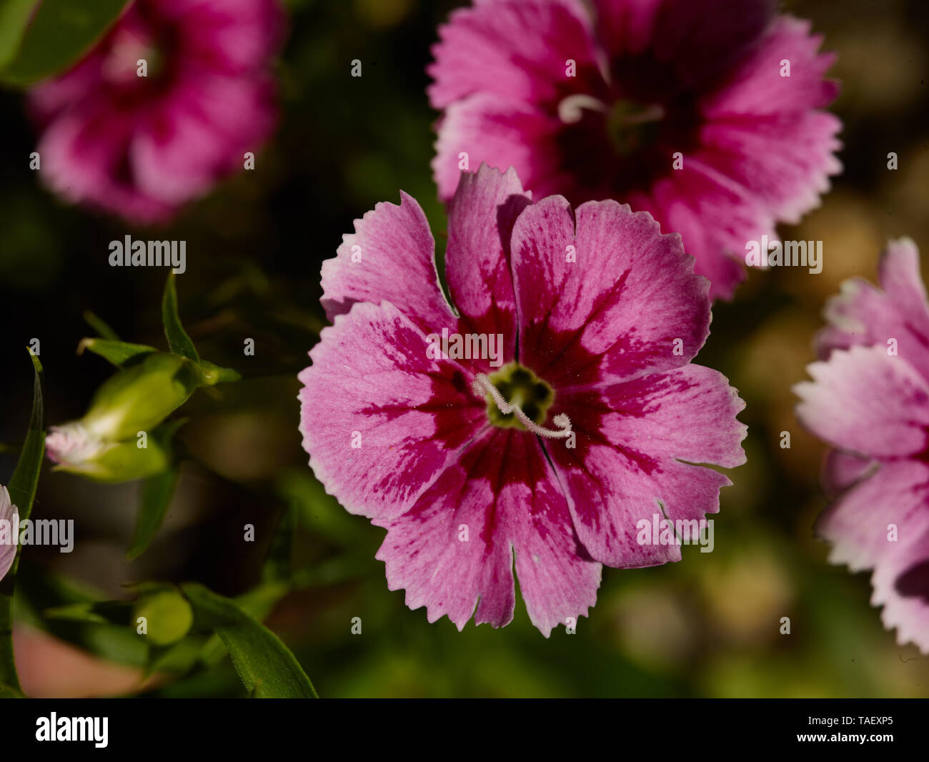 Portrait de l'usine Dianthus dans un jardin urbain de Londres, Angleterre, Royaume-Uni, Europe Banque D'Images