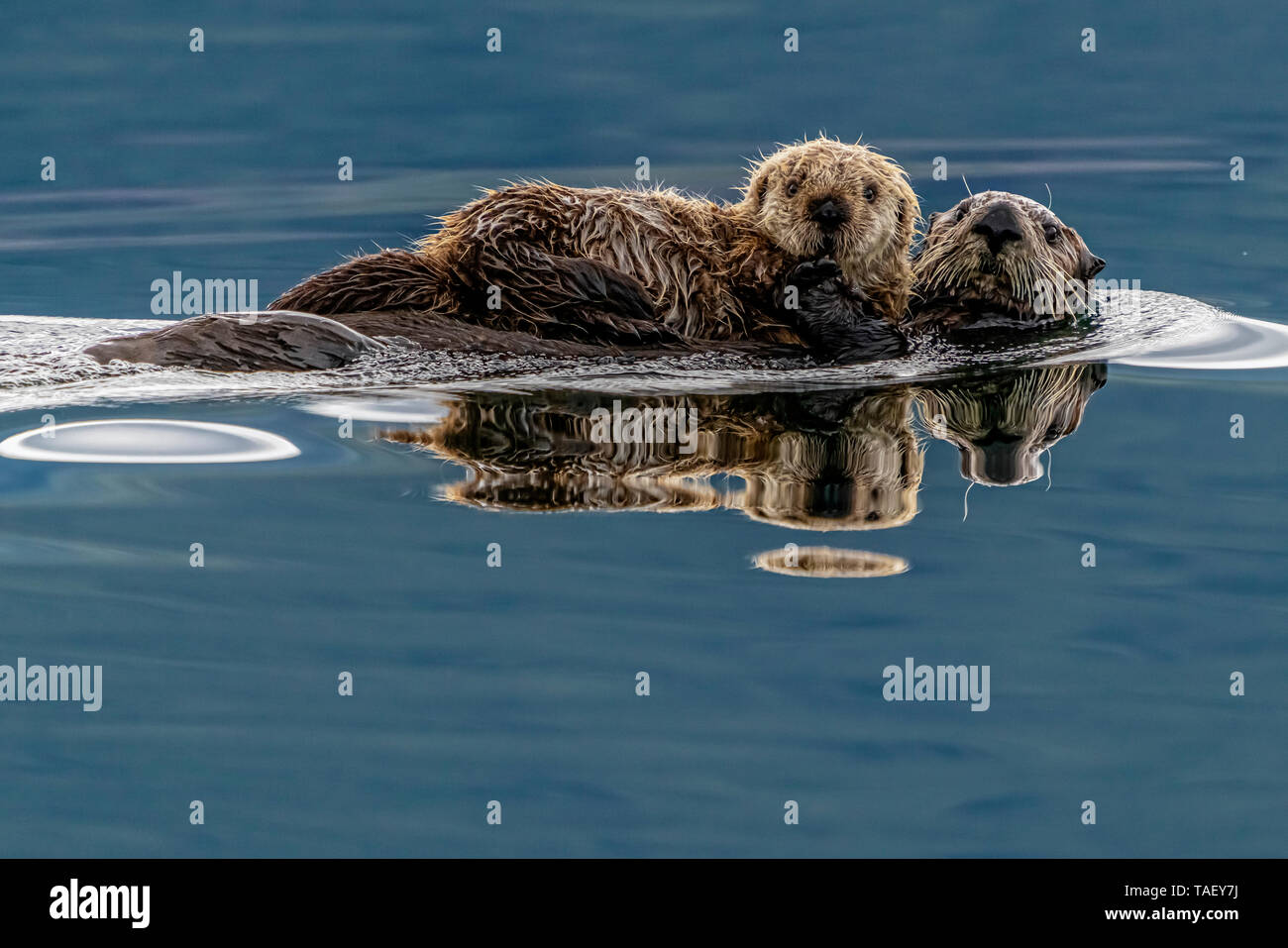 Loutre De Mer Enhydra Lutris Maman Avec Bebe Un Au Large De La Cote Nord Ouest De L Ile De Vancouver Cape Scott British Columbia Canada Photo Stock Alamy