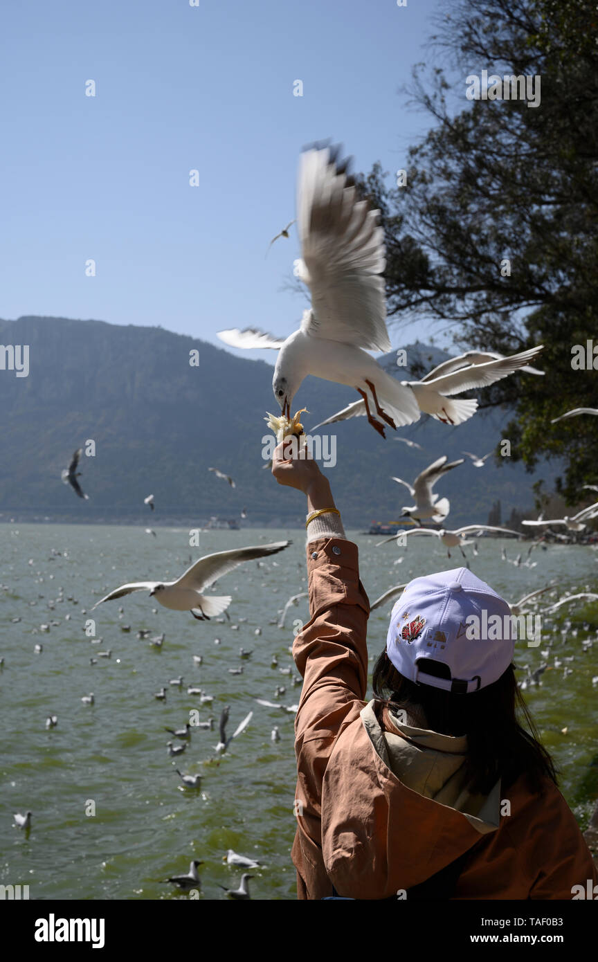 Nourrir les oiseaux au lac près de Kunming, Yunnan, Chine Banque D'Images