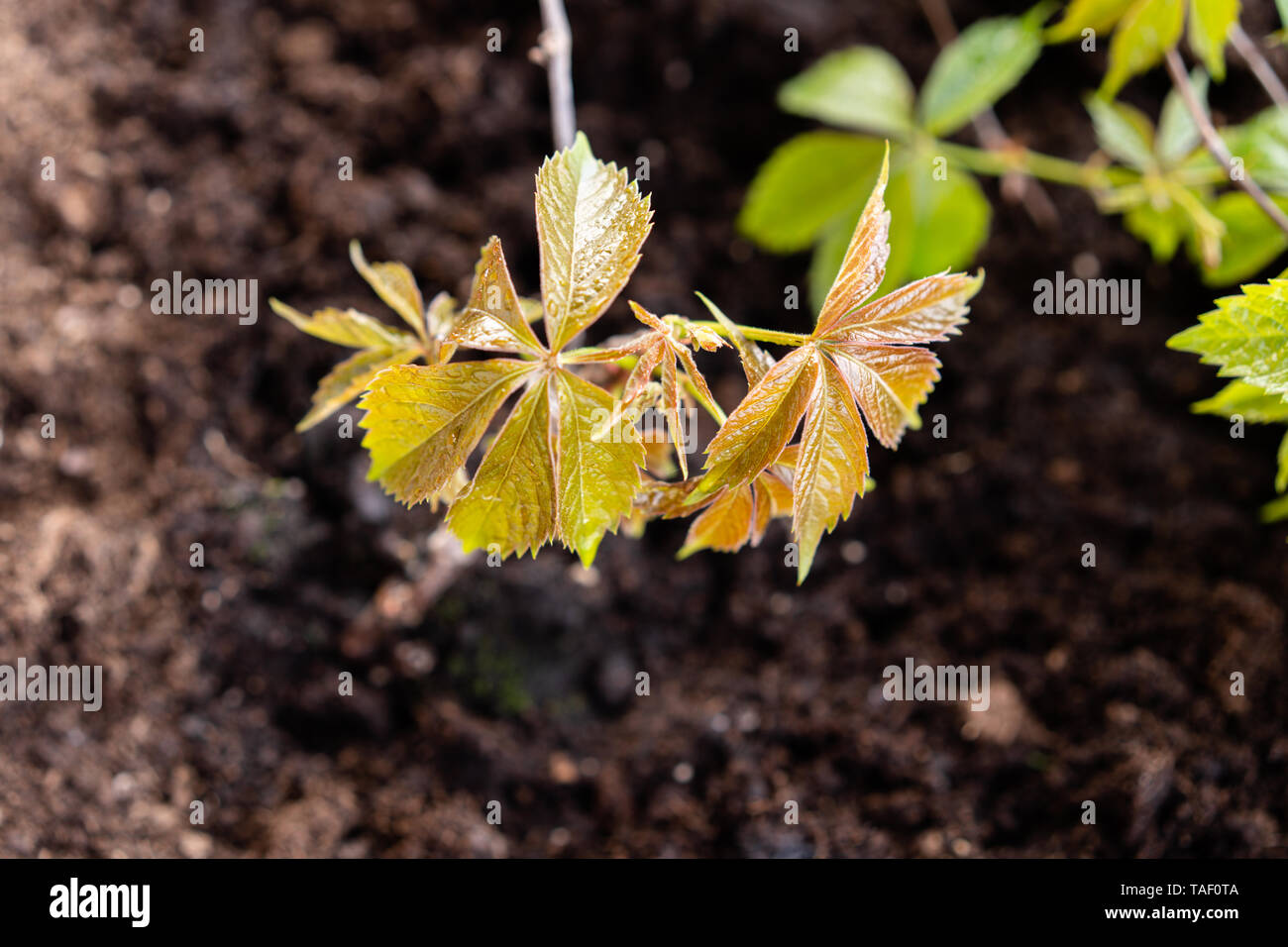 Jardinage et horticulture. croissant raisins fille dans une boîte sur une terrasse dans la ville Banque D'Images