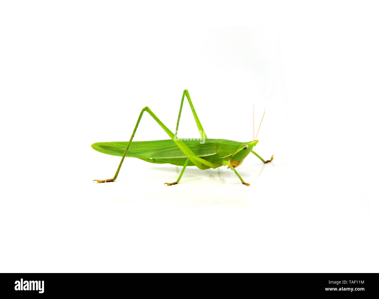 Conehead vert sauterelle isolé sur fond blanc / Ruspolia nitidula Banque D'Images