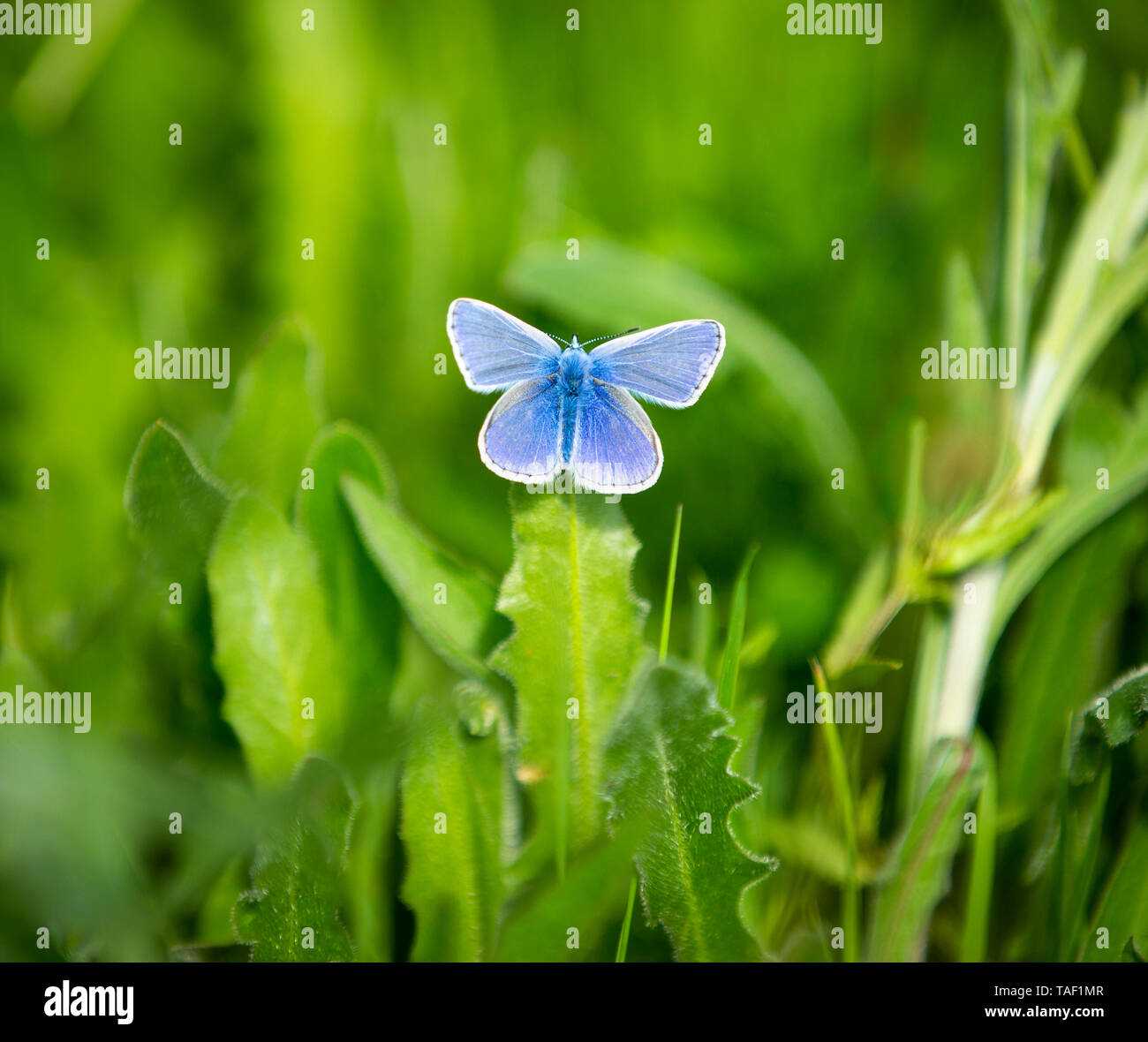 Un papillon bleu commun sur une feuille de pissenlit dans Eades Meadow dans le Worcestershire. Banque D'Images