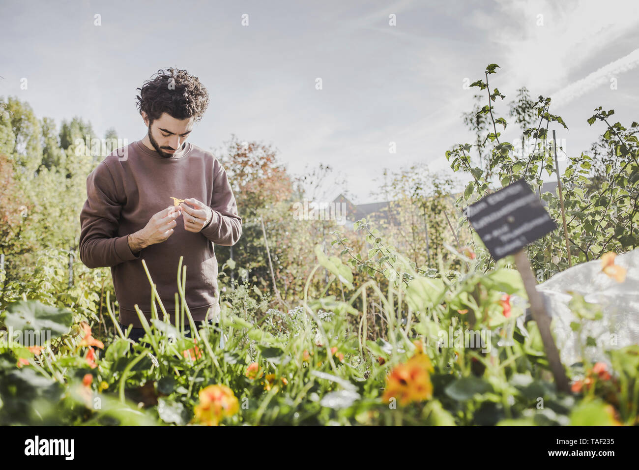 Dans l'examen de l'homme jardin urbain fleur Banque D'Images